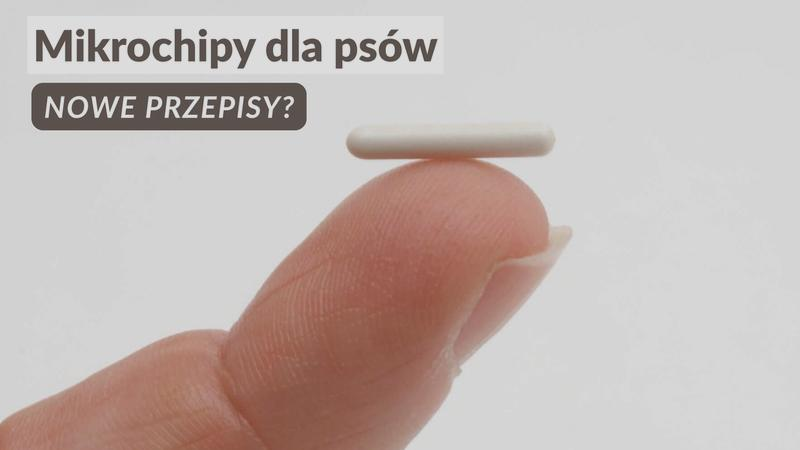 Sprawdzanie czipa u psa
