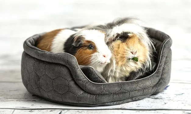 Świnki morskie dieta