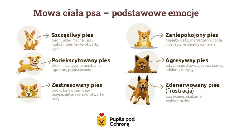 Sygnały radości psa