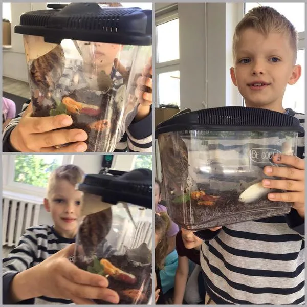 Terrarium dla ślimaka winniczka