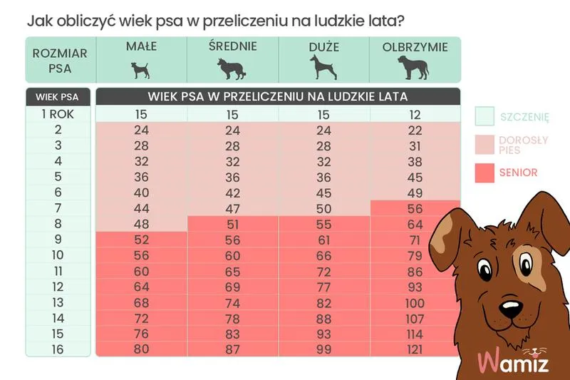 Wiek psa na ludzkie lata