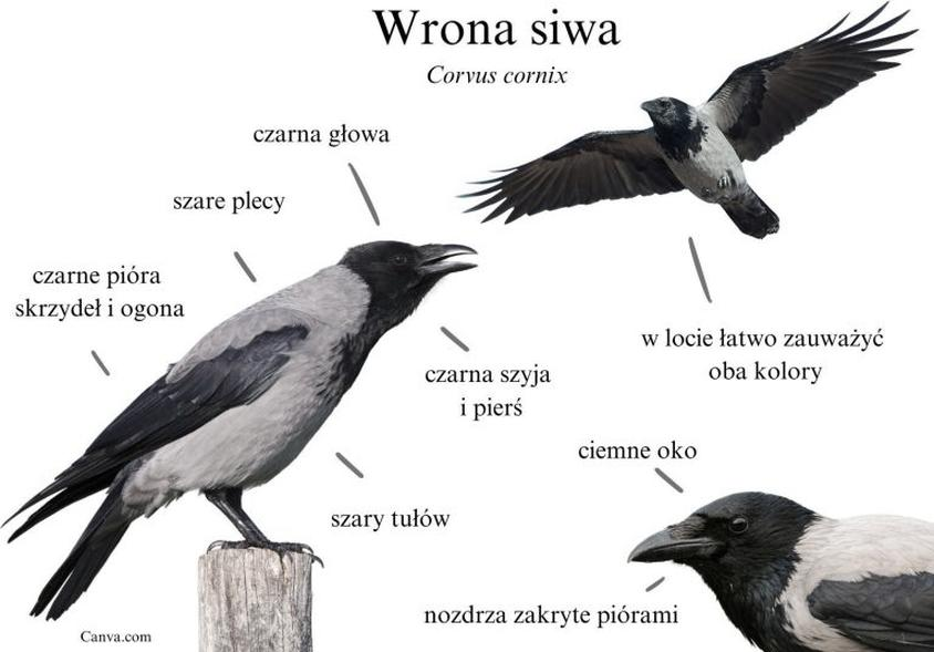 Wrona siwa zimą