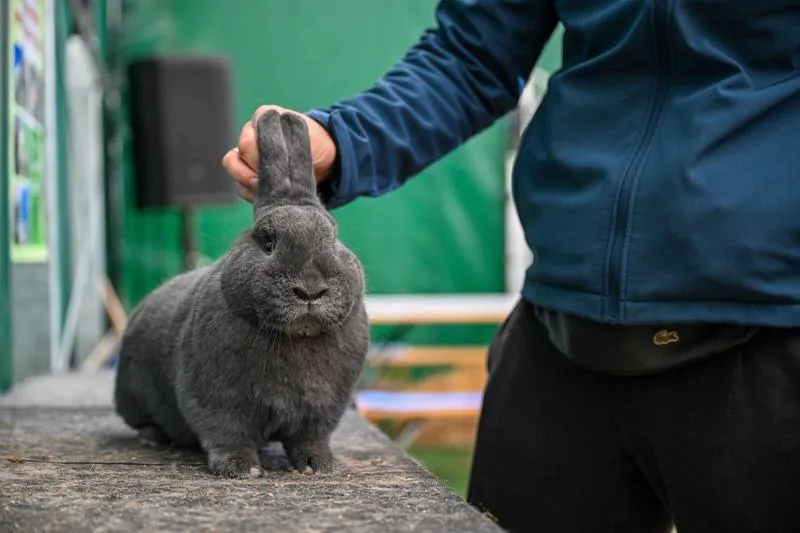Wystawa królików w Wieluniu