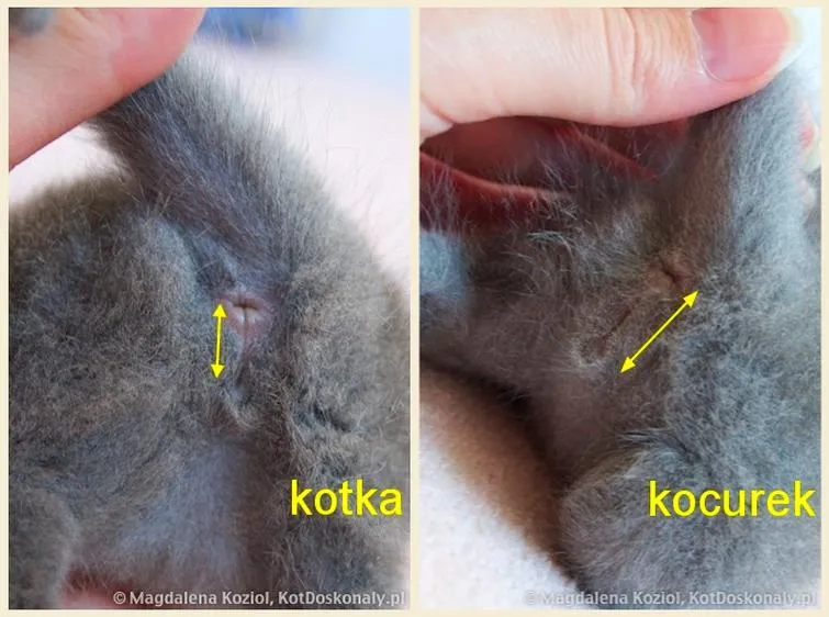 Zachowania płciowe kotów