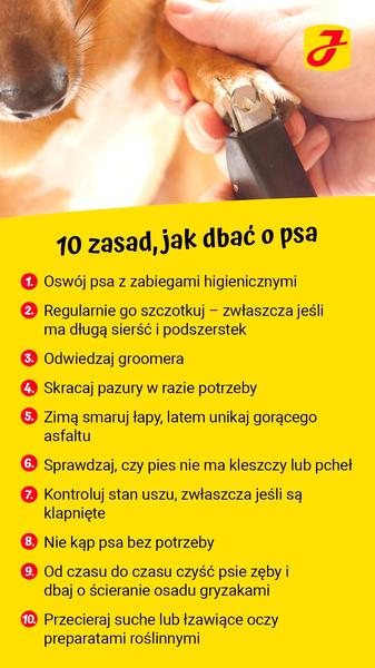 Zapach psa