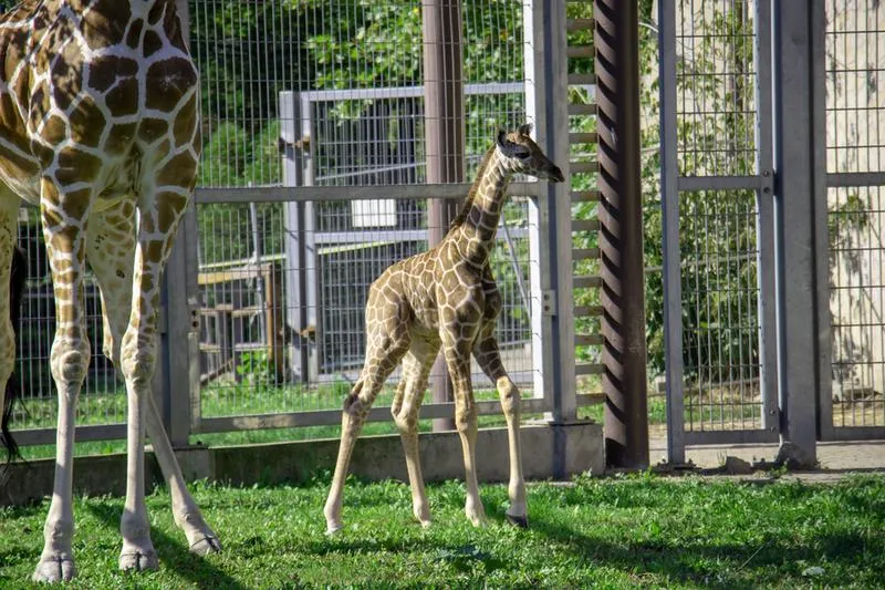 Zoo w Chorzowie