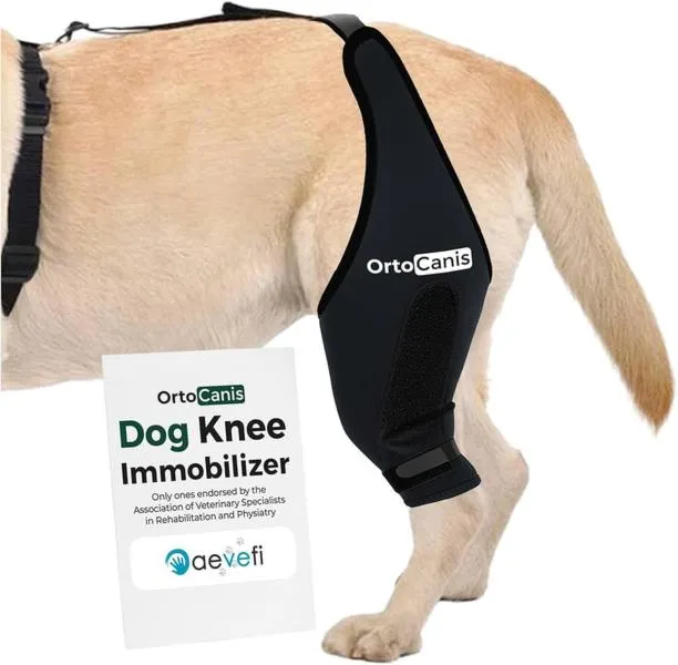 Zwichnięcie łapy u psa