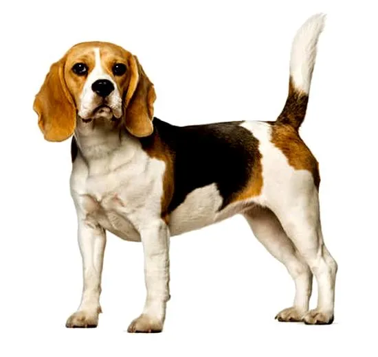 Życie beagle'a